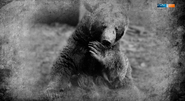 Wojtek: Wie ein Bär in den Zweiten Weltkrieg zog