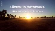 Löwen in Botswana: Überleben in der Savanne