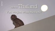 Affen in Thailand: Von wegen wasserscheu