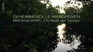 Geheimnisvolle Mangroven