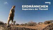 BBC: Erdmännchen: Superstars der Tierwelt