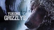 Yukons Grizzlys