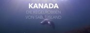 Kanada: Die Kegelrobben von Sable Island
