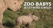 Zoo-Babys: Jetzt wirds wild