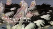 Die Reise der Pelikane: Australiens Outback-Wunder