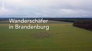 Wanderschäfer in Brandenburg