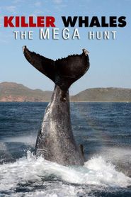 Orcas: Beutezug vor Südafrika