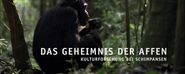 Das Geheimnis der Affen: Kulturforschung bei Schimpansen