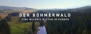 Der Böhmerwald: Eine Wildnis mitten in Europa