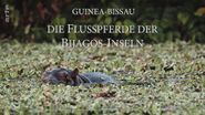 Guinea-Bissau: Die Flusspferde der Bijagos-Inseln